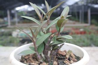 野生与种植铁皮石斛的差异及现代种植要点