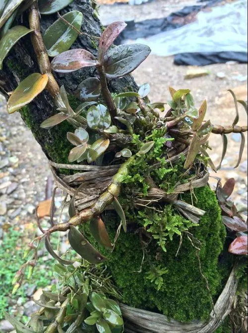 树上种植铁皮石斛 创新技术引领种植新风尚