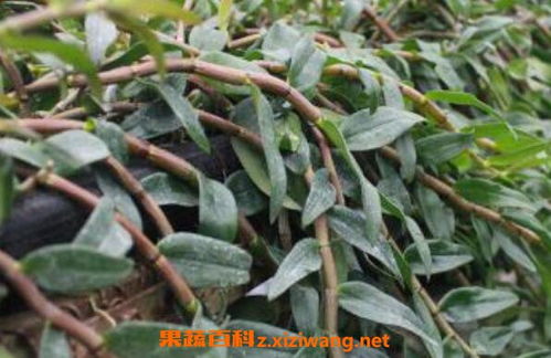 石斛的种植方法与养护要点