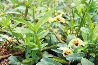 霍山石斛的种植技术与方法