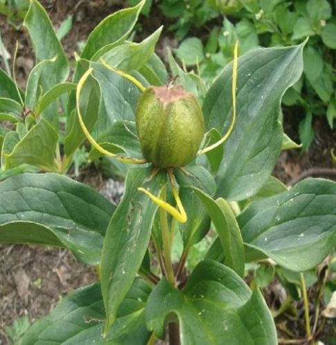 石斛种植 从选种到采收的实用指南