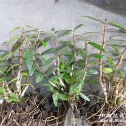 霍山精品红铁皮石斛 从二年苗到丰收的种植全攻略