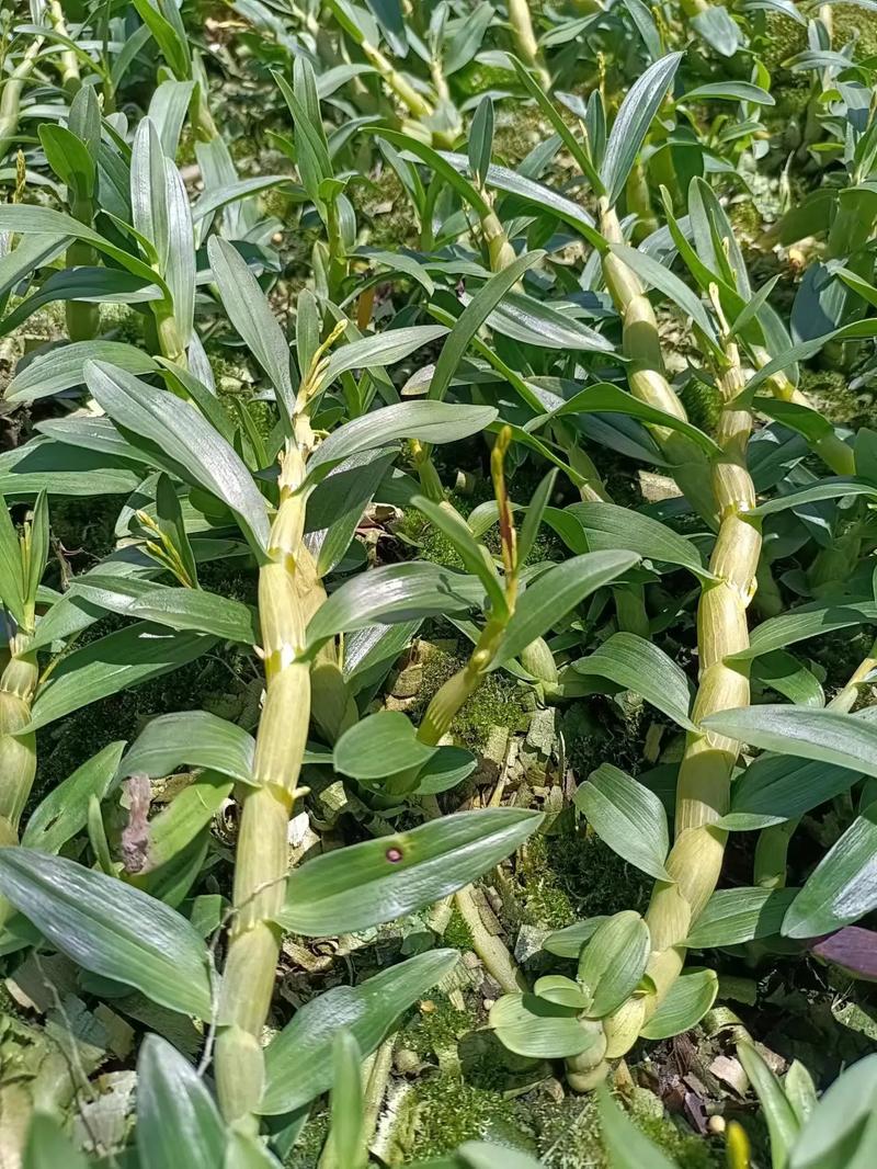 兰花草的足迹 石斛种植全指南